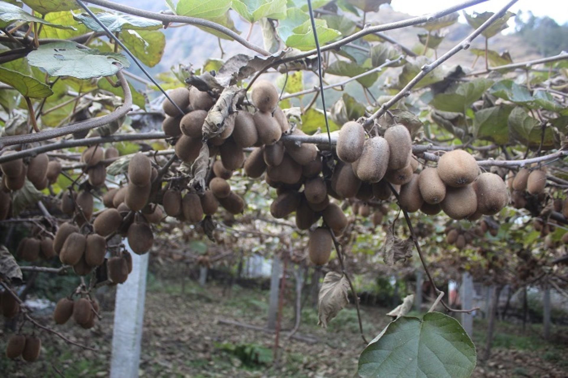 म्याग्दीमा फलेको किबीले पाएन बजार, किसान चिन्तित 